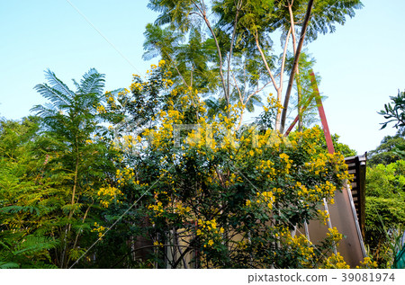 紅龍，金雨，金花 39081974