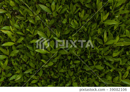 Green leaf wall background horizontal image Green leaf wall background horizontal image 39082106