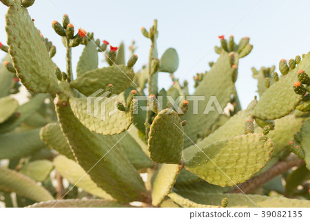 indica sabra lit by the sun 39082135