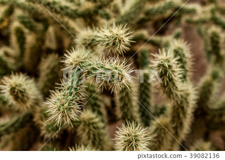 A large cactus with thorns A large cactus with thorns 39082136