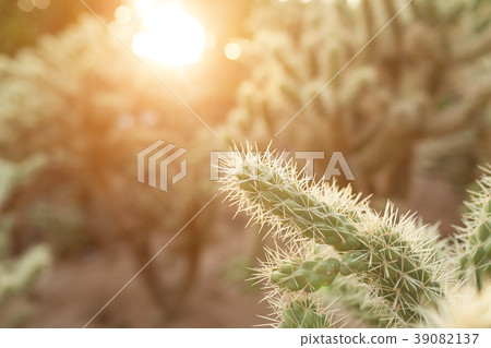 A large cactus with thorns  39082137