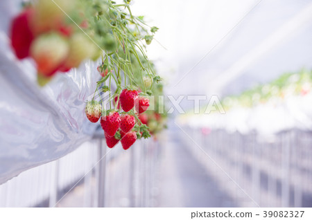 房子草莓 39082327