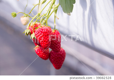 House strawberries 39082328