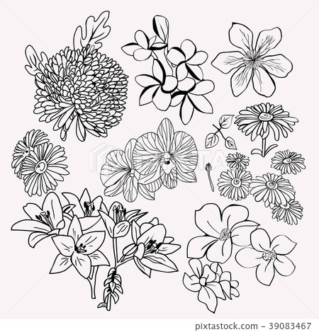 collection botanical set Monochrome illustration. collection botanical set Monochrome illustration. 39083467
