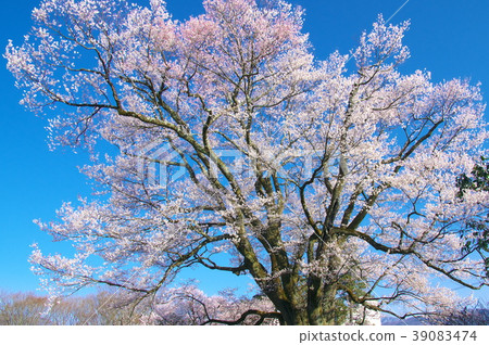 一朵櫻花 - 主要公主Edohigan(Anzitomi Sakura) 一朵櫻花 - 主要公主Edohigan(Anzitomi Sakura) 39083474