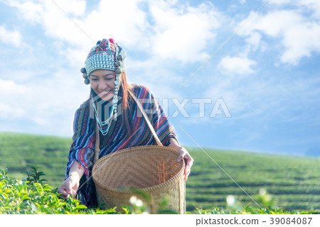 Asia worker farmer women were picking tea leaves  39084087