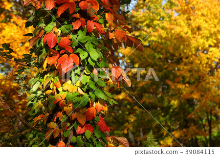 Autumn leaves Tsuta Urushi leaves 39084115