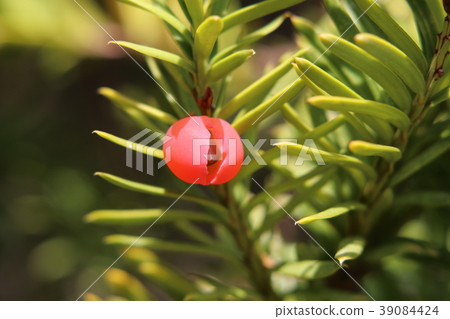 紫杉果實 紫杉果實 39084424