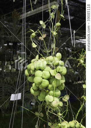 Hanging Dischidia plant for garden design Hanging Dischidia plant for garden design 39085118