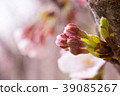 櫻花 39085267