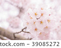 盛開的櫻花 39085272