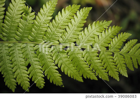 Greenery 39086083
