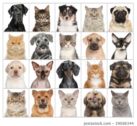 Pet Portraits isolated on white Pet Portraits isolated on white 39086344