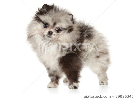 Zwerg Spitz on white background 39086345