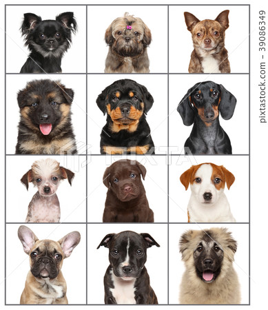 Puppies isolated on white 39086349