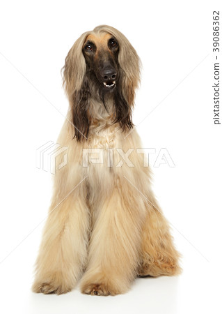 Adorable Afghan hound sits 39086362