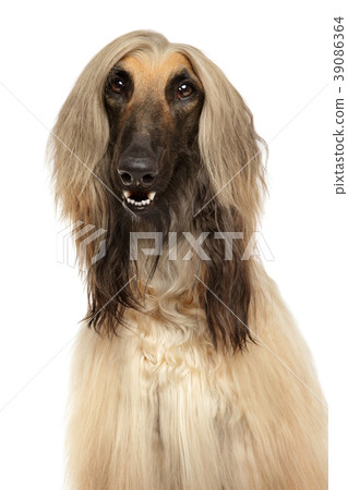 Close-up of Afghan hound 39086364