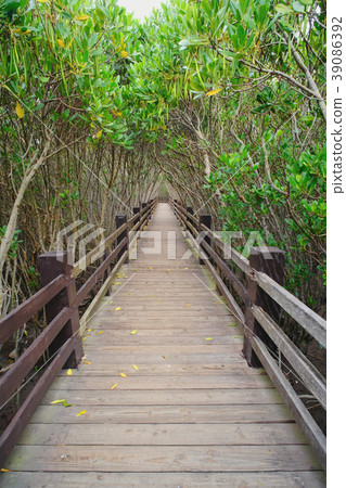 紅樹林 39086392
