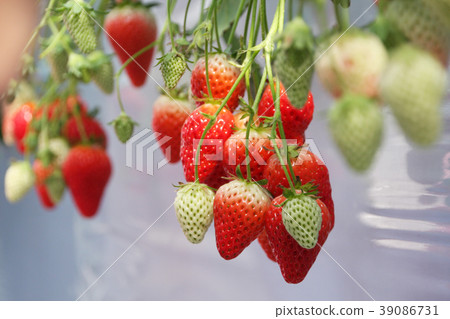 Strawberry picking 6 Strawberry picking 6 39086731