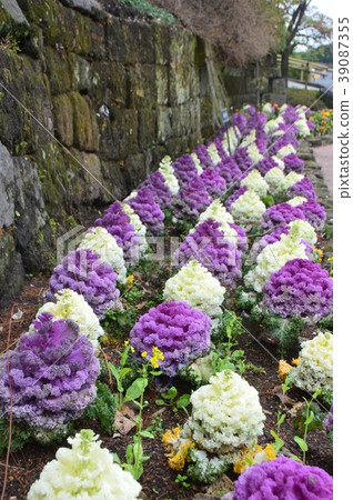 Leaf peony (Sengoen / Kagoshima Prefecture Kagoshima City) Leaf peony (Sengoen / Kagoshima Prefecture Kagoshima City) 39087355
