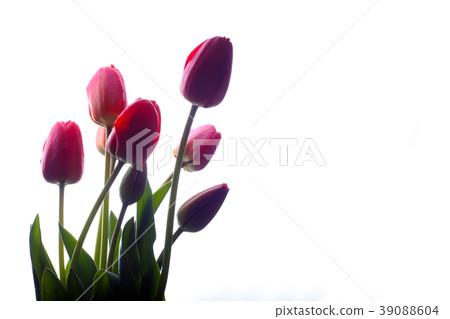 tulips on a white background tulips on a white background 39088604