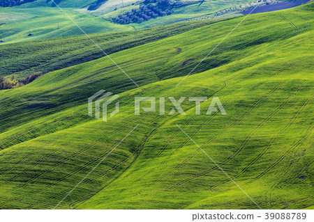 Typical Tuscan landscape - green waves 39088789