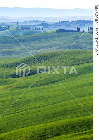 Typical Tuscan landscape - green waves 39088790