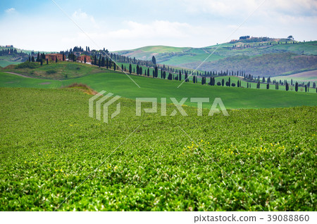 Typical Tuscan landscape 39088860