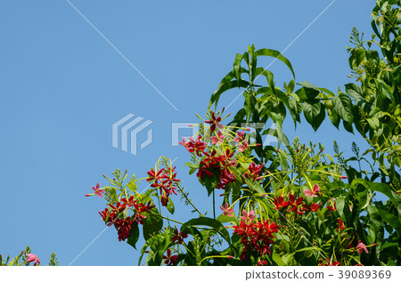 Tsumiko,花 Tsumiko,花 39089369