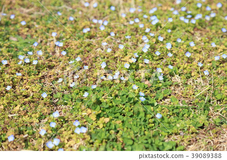 Ouninnu-noguri花 Ouninnu-noguri花 39089388