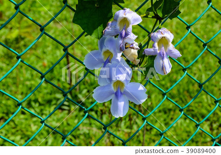 Owaga flower, flower Owaga flower, flower 39089400