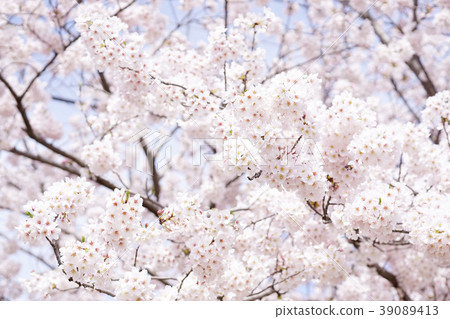 Cherry Blossoms	 39089413