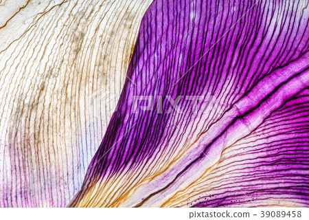 iris petals closeup iris petals closeup 39089458