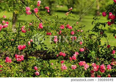 pink roses in garden pink roses in garden 39089849