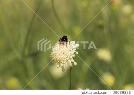 scabiosa ochroieuca flowers 39089858