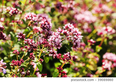 oregano plants closeup oregano plants closeup 39089860