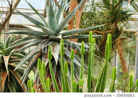 cactus collection in a greenhouse cactus collection in a greenhouse 39089861