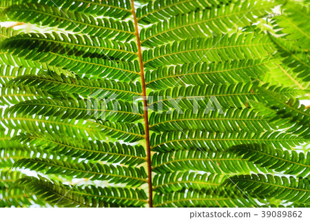 plant background closeup plant background closeup 39089862