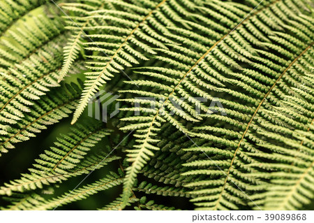 plant background closeup plant background closeup 39089868