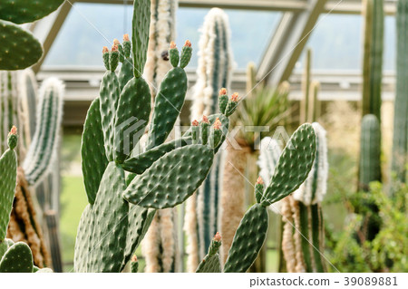 cactus collection in a greenhouse cactus collection in a greenhouse 39089881
