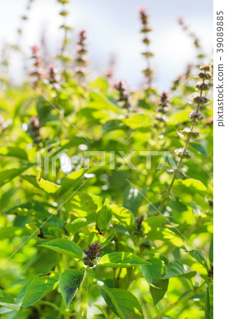 basil plants closeup basil plants closeup 39089885