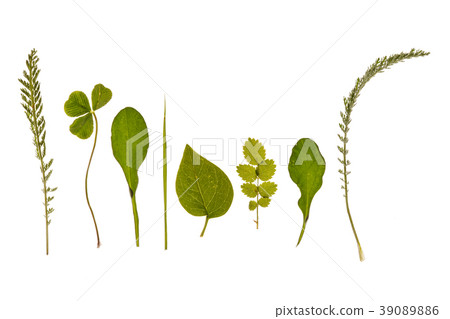 different kinds of leaves 39089886