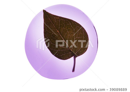 plant plant 39089889