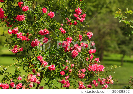 pink roses in garden pink roses in garden 39089892