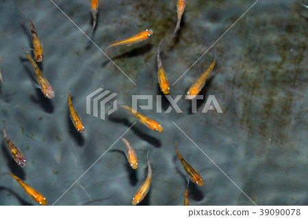 Medaka它是各種各樣的killifish。 Medaka它是各種各樣的killifish。 39090078