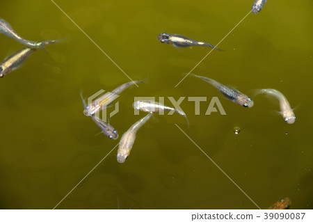 Medaka它是各種各樣的killifish。 Medaka它是各種各樣的killifish。 39090087