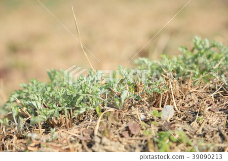 Mugwort leaves 39090213