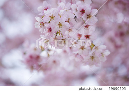 Sakura Sakura Sakura Sakura Flowers Sakura Sakura Sakura Sakura Flowers 39090503