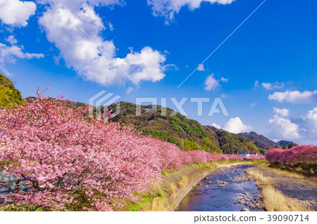 景觀與美麗的河津櫻花 景觀與美麗的河津櫻花 39090714