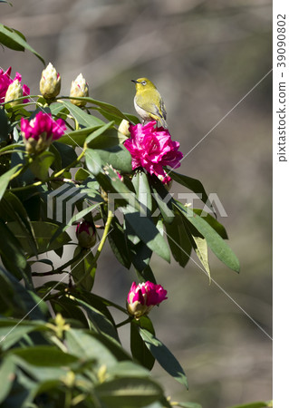 White-eye White-eye 39090802